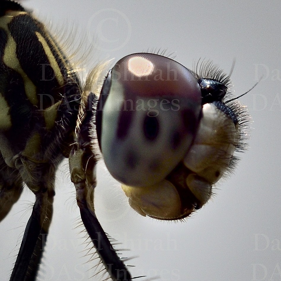 Macro_Closeup